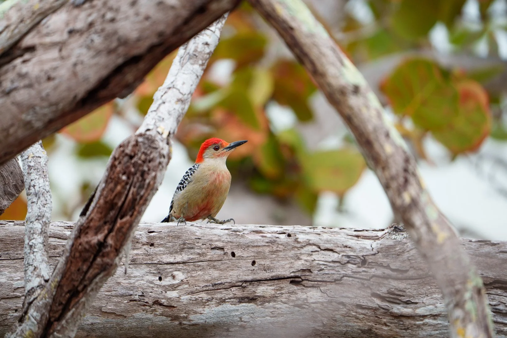Red-Bellied Woodpecker - Robinson Preserve, Florida