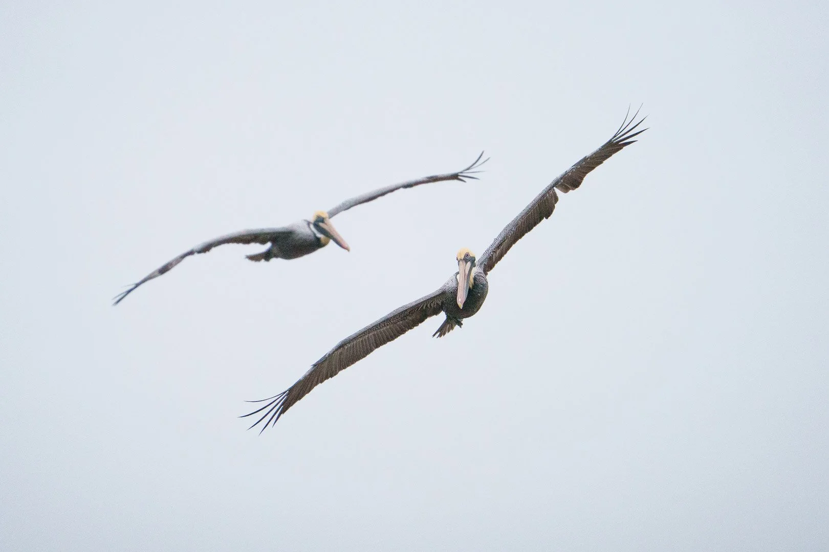 Brown Pelicans - Robinson Preserve, Florida