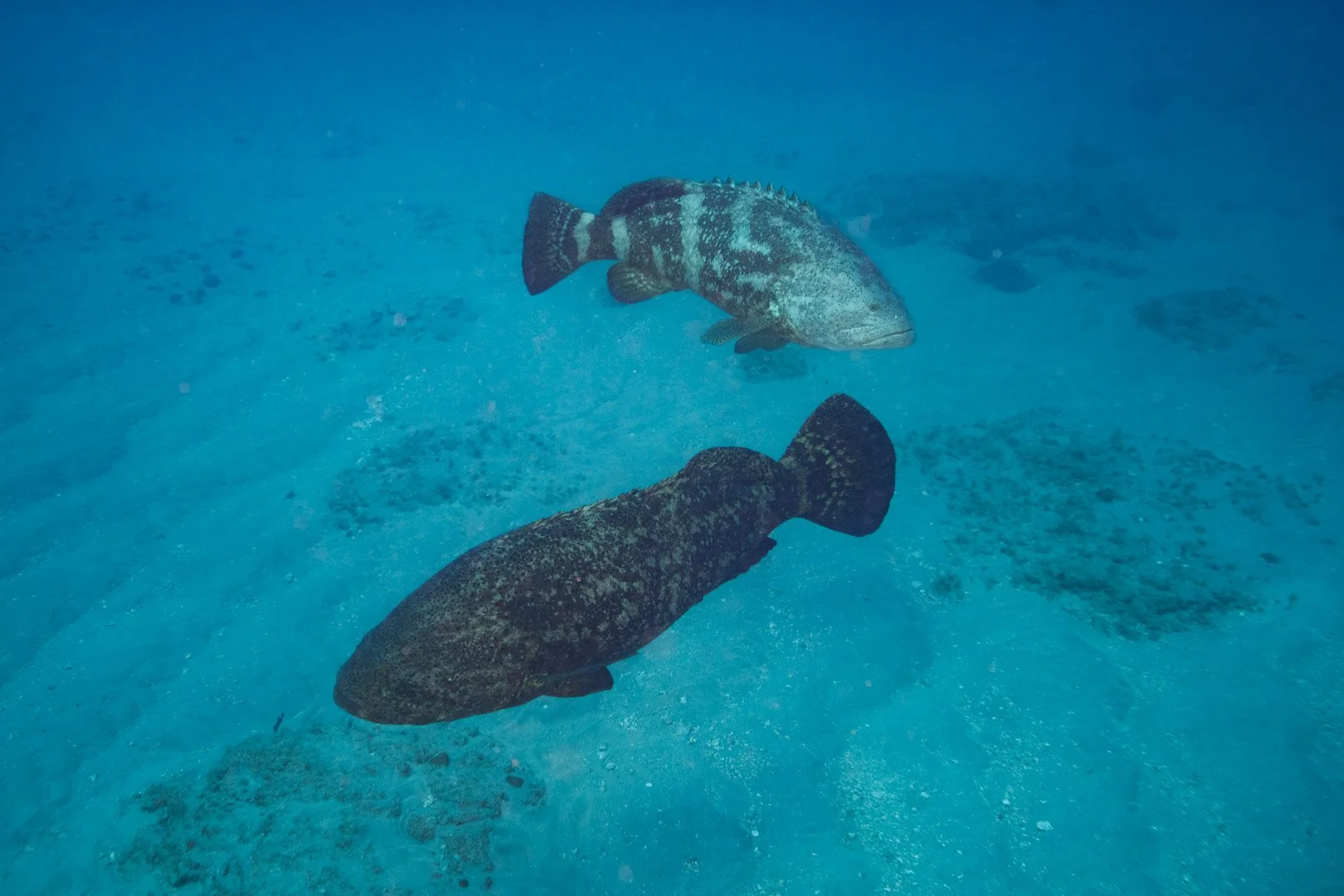 Goliath Groupers - Jupiter, Florida