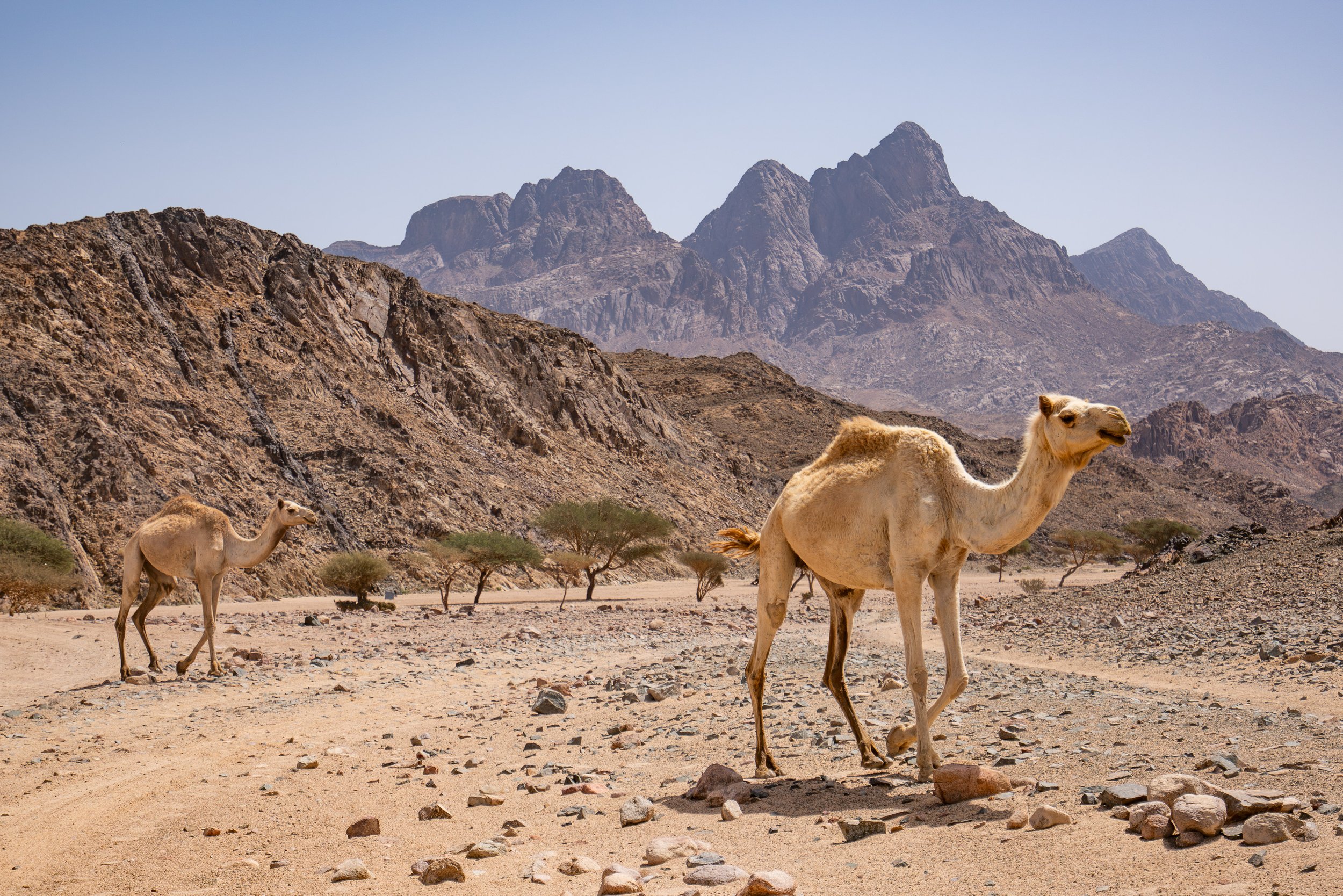 JebelSharCamels.jpg