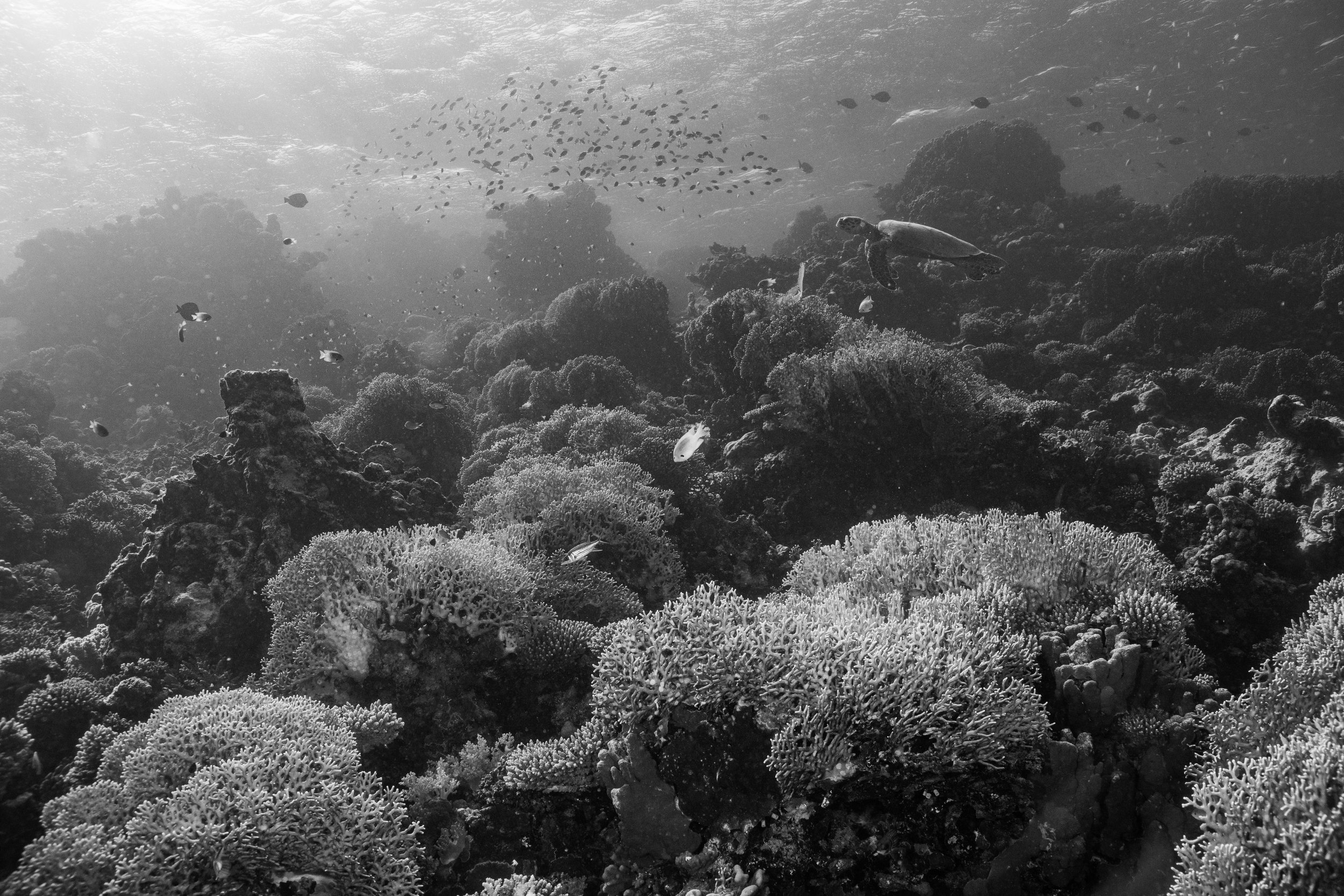 TurtleReefLandscape_B&W.jpg