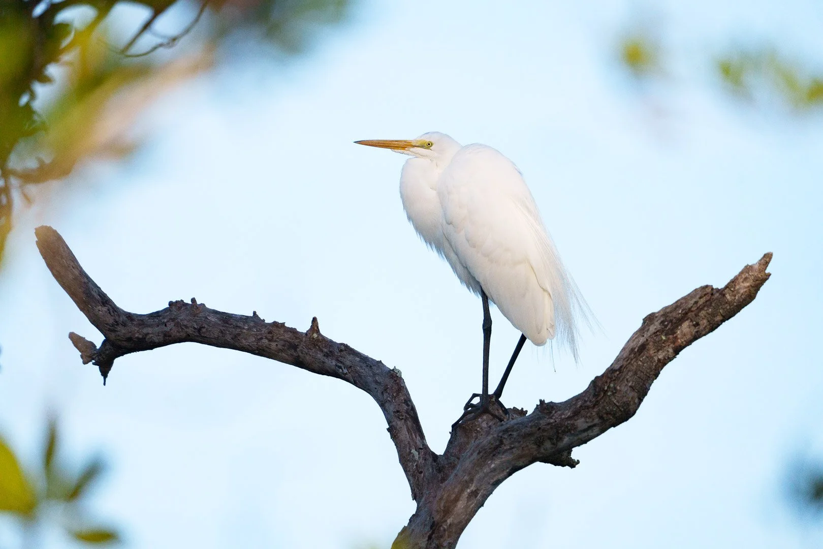 Snowy Egret - Robinson Preserve, Florida
