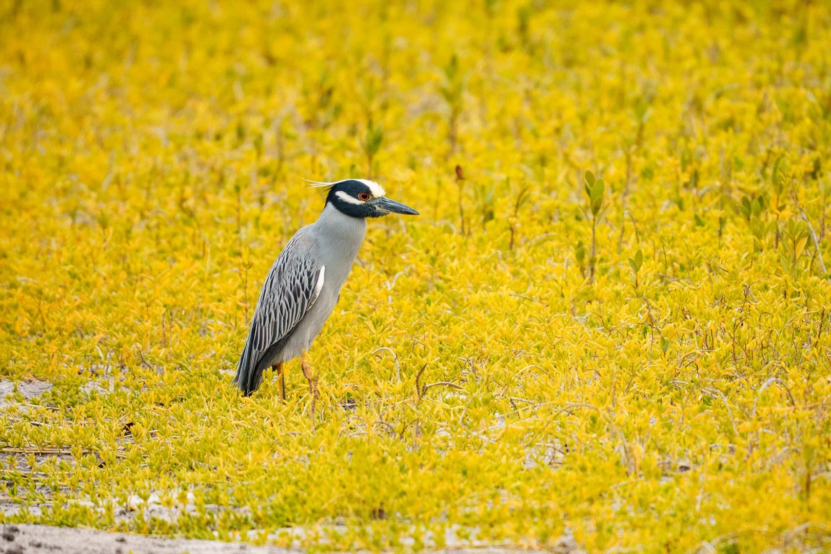 Yellow-Crowned Night Heron - Robinson Preserve