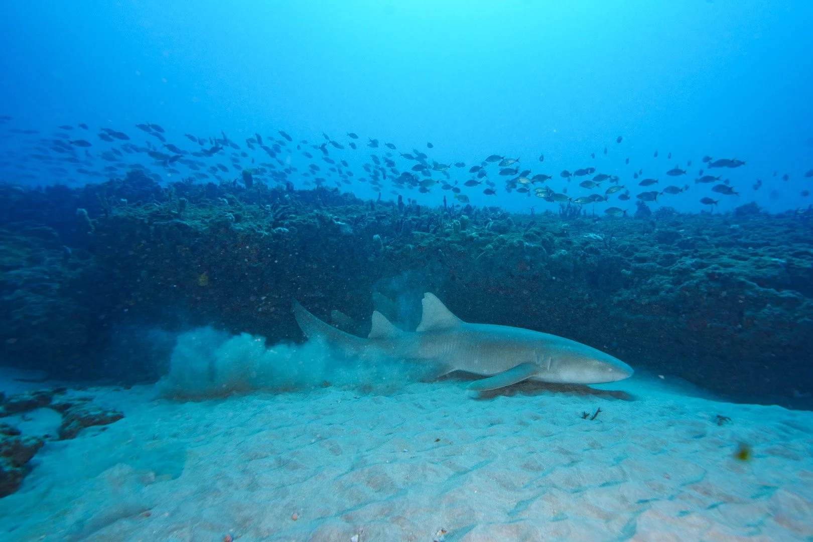 Nurse Shark - Jupiter, Florida
