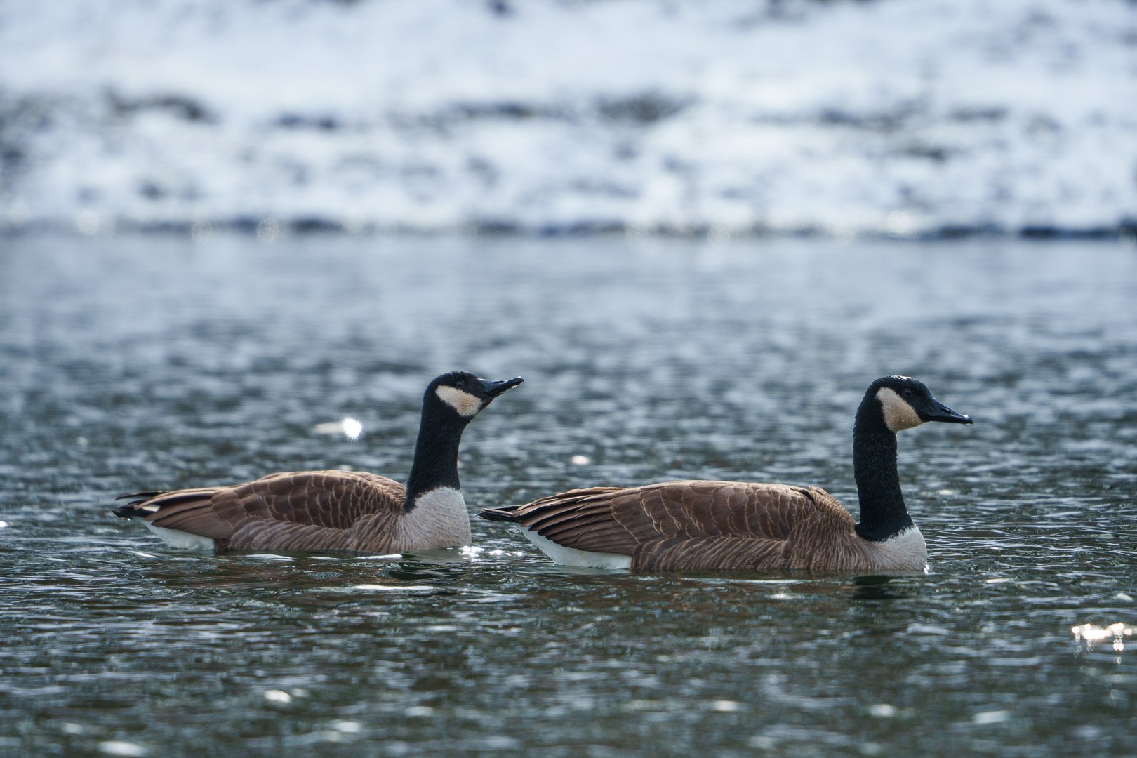Canada Geese - Eagle Creek Park, Indiana