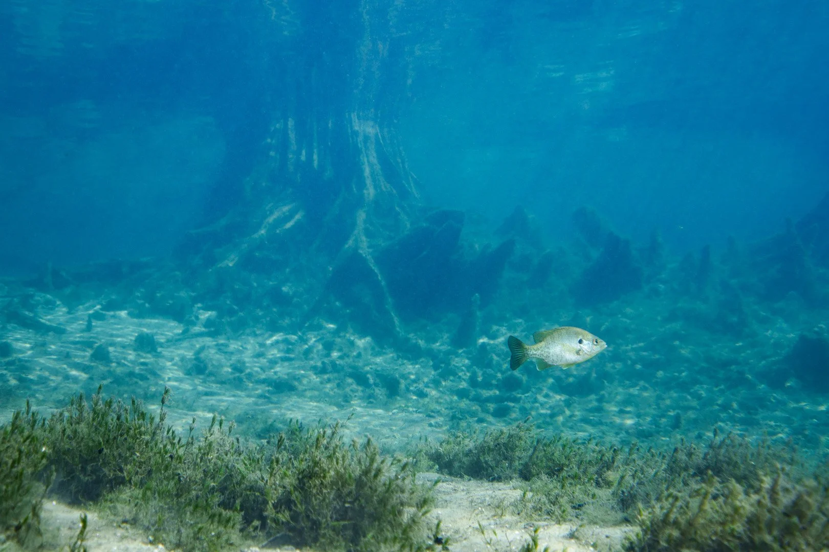 Morrison Springs, Florida