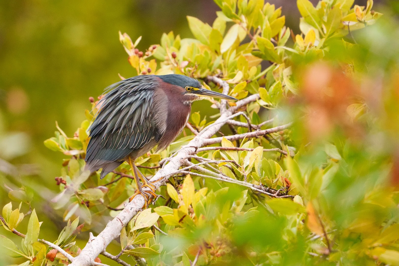 Green Heron - Robinson Preserve