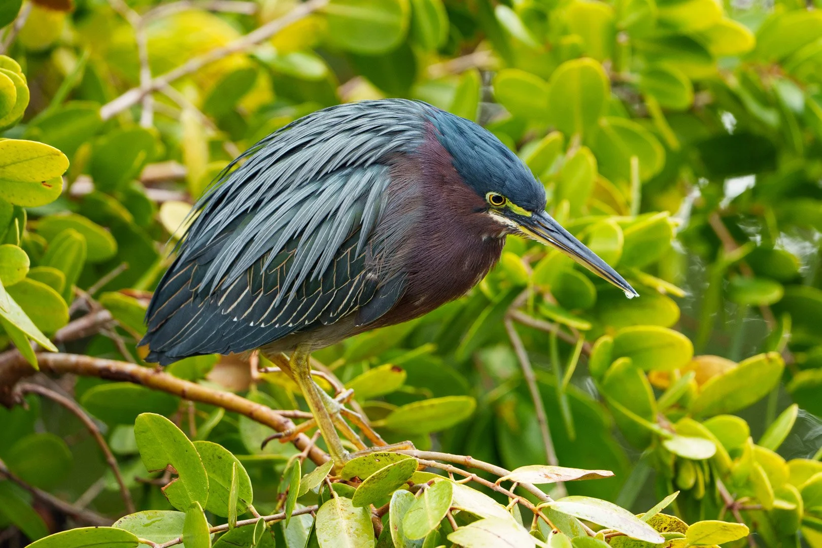 Green Heron - Robinson Preserve