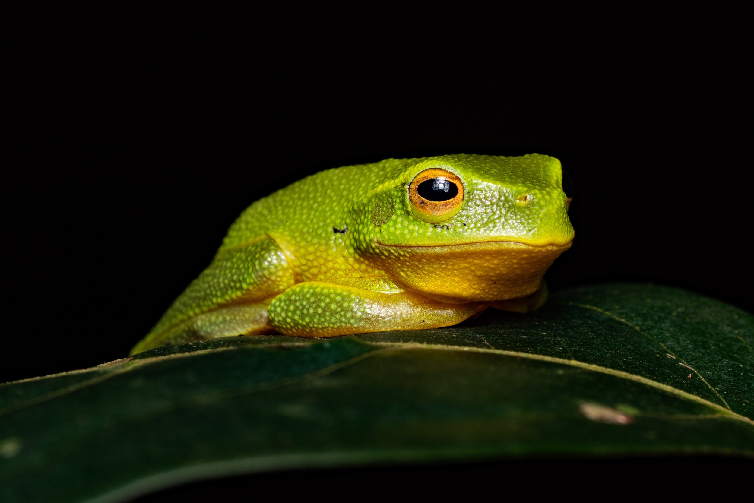 GreenTreeFrog.jpg