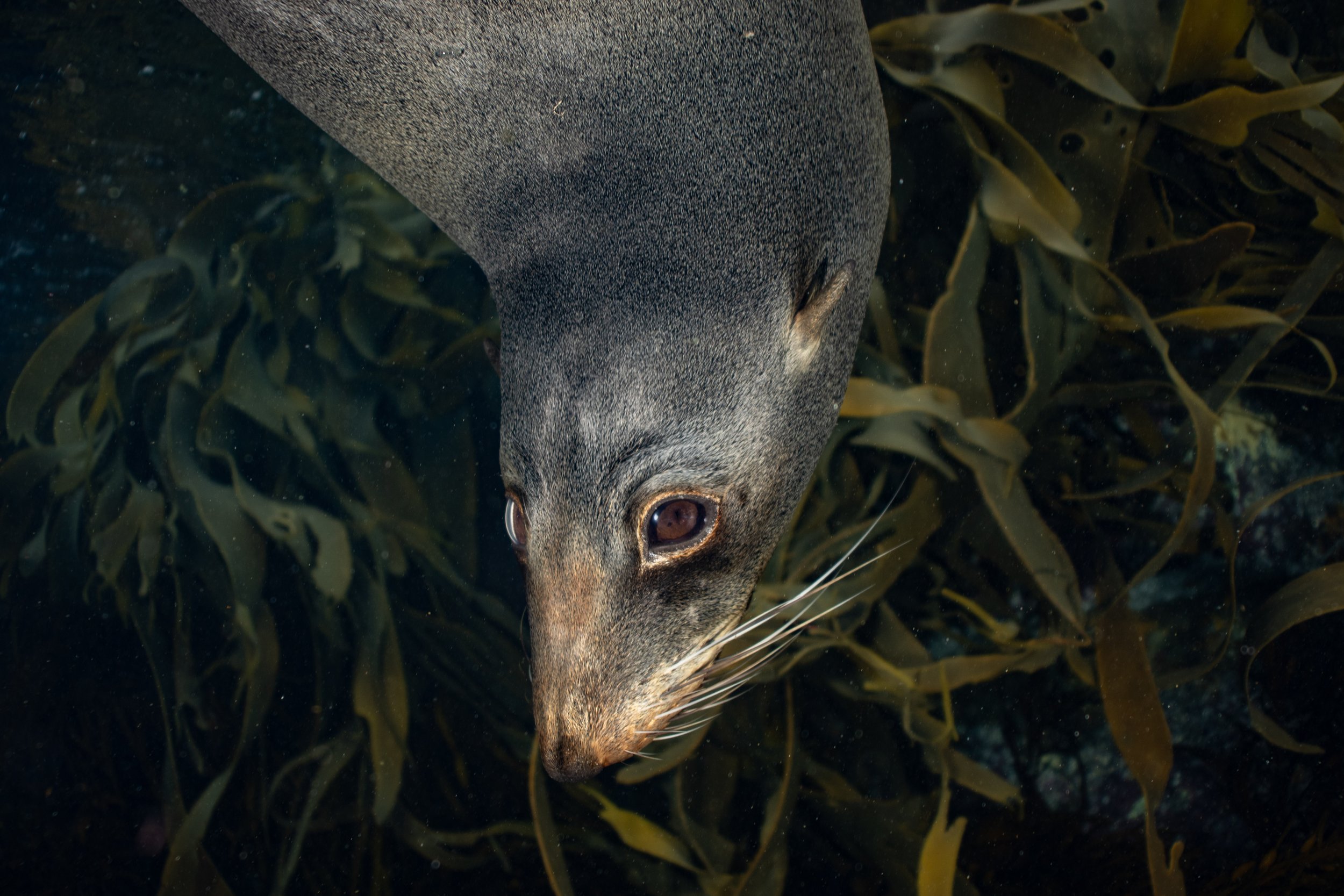 AusFurSeal1.jpg