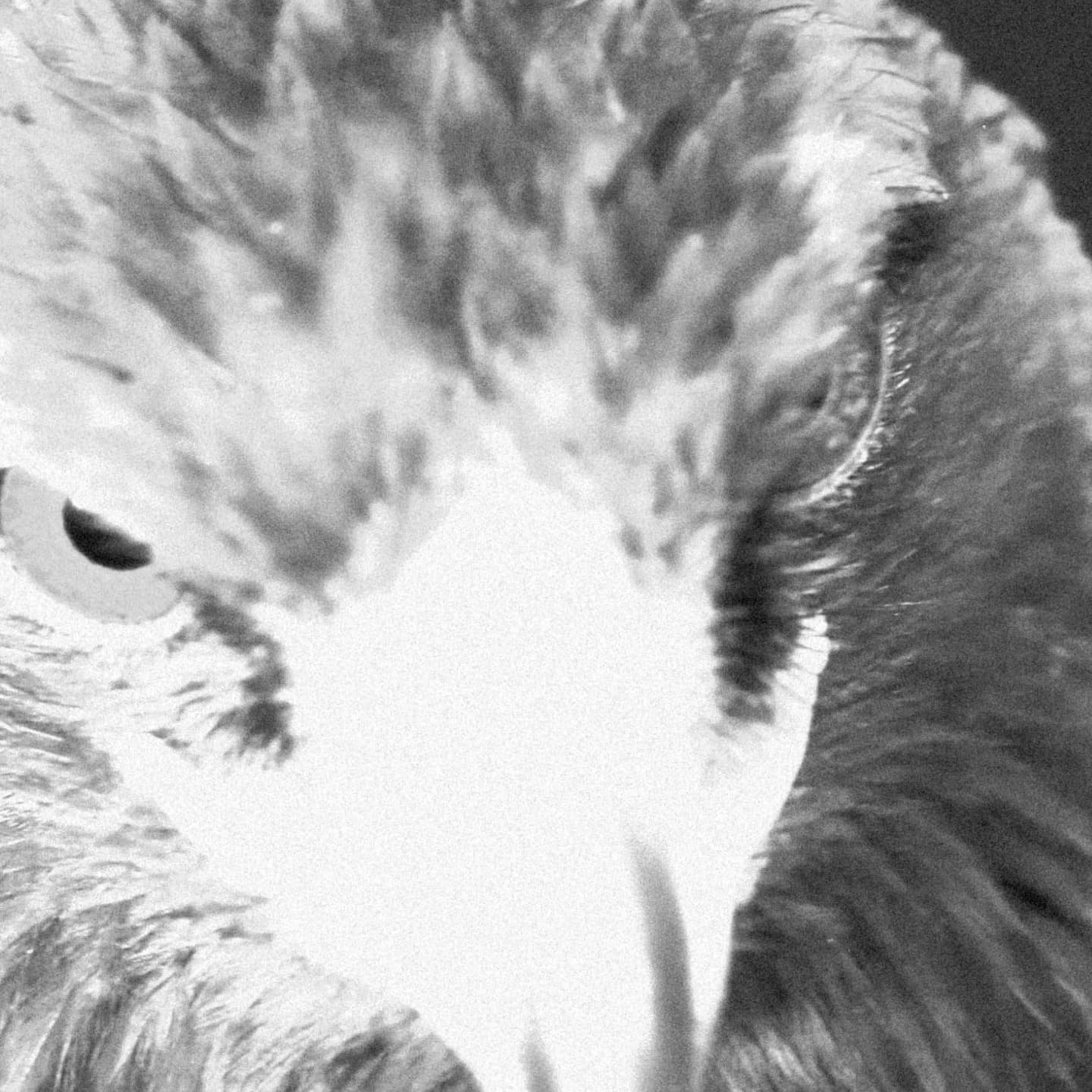 Close-up of an eagle's face in black and white