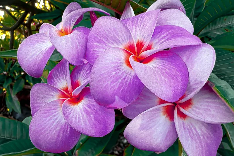 Plumeria: Purple & Orangish-Red
