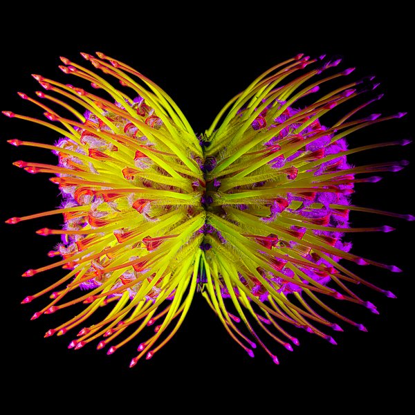 Protea: Yellow, Red & Purple