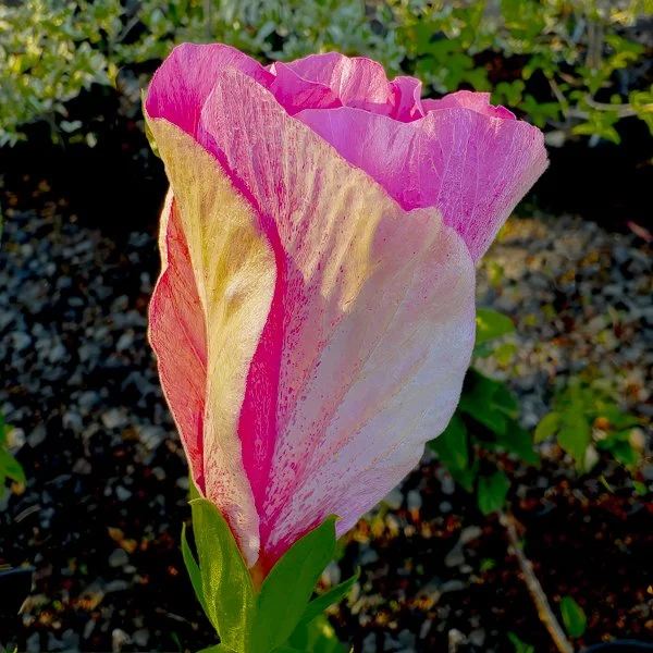 Hibiscus, Big Island