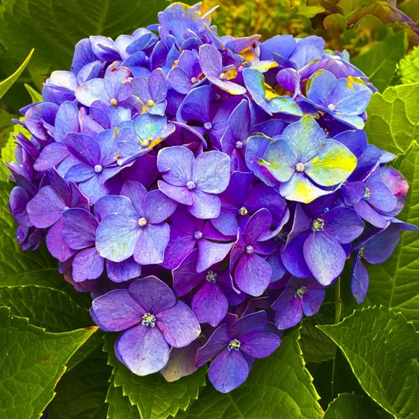 Hydrangea: Purple 