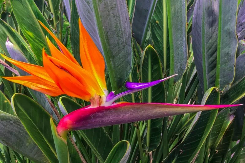 【希少】初期KEONI OF HAWAII 『BIRD OF PARADISE』 希少】初期KEONI OF HAWAII 『BIRD OF PARADISE』