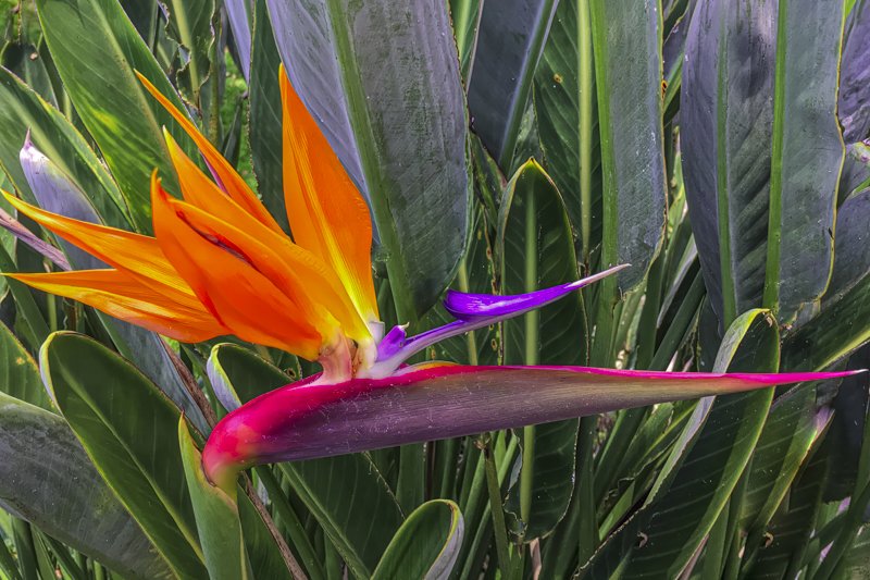 Bird of paradise, Big Island