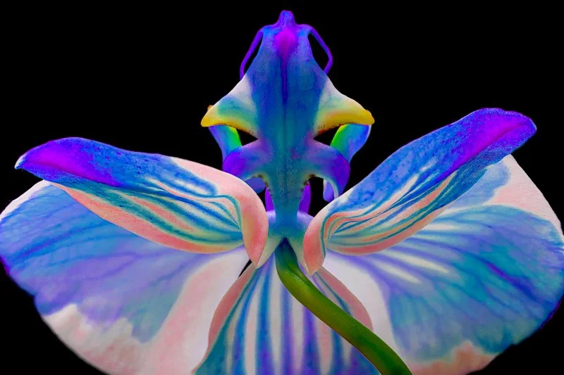 Orchid: Blue & Purple