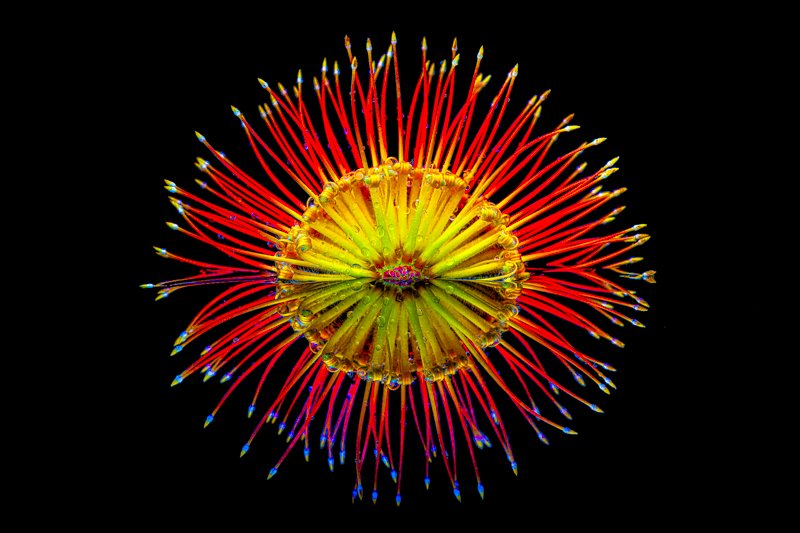 Protea, Big Island, Pincushion Protea