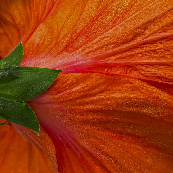 Hibiscus, Big Island