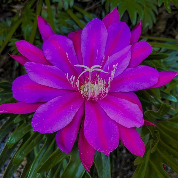 Other Flowers