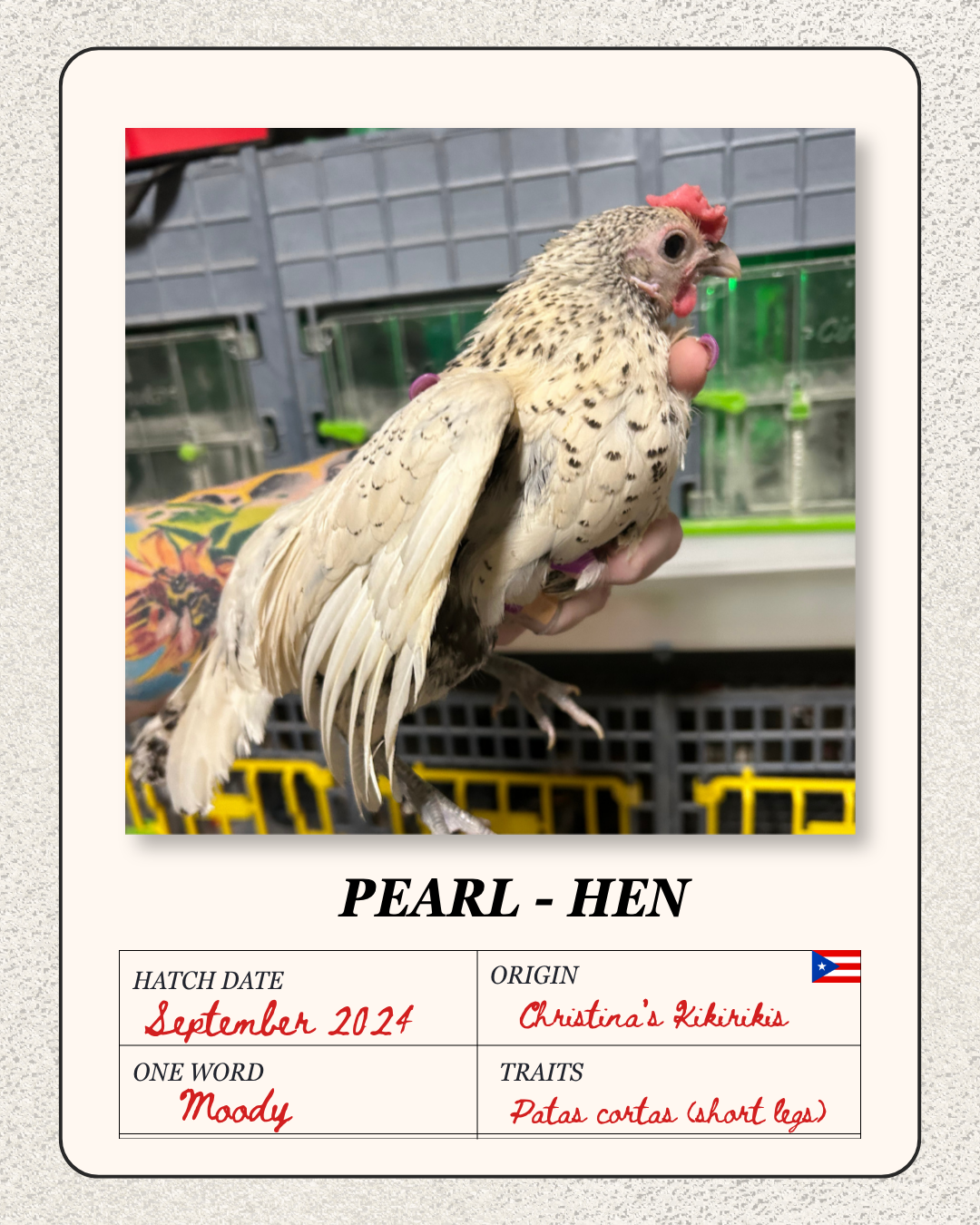 A hand holding a small cream-colored hen with dark spots and short legs, with a pink comb and a red wattle, in front of a plastic animal enclosure.