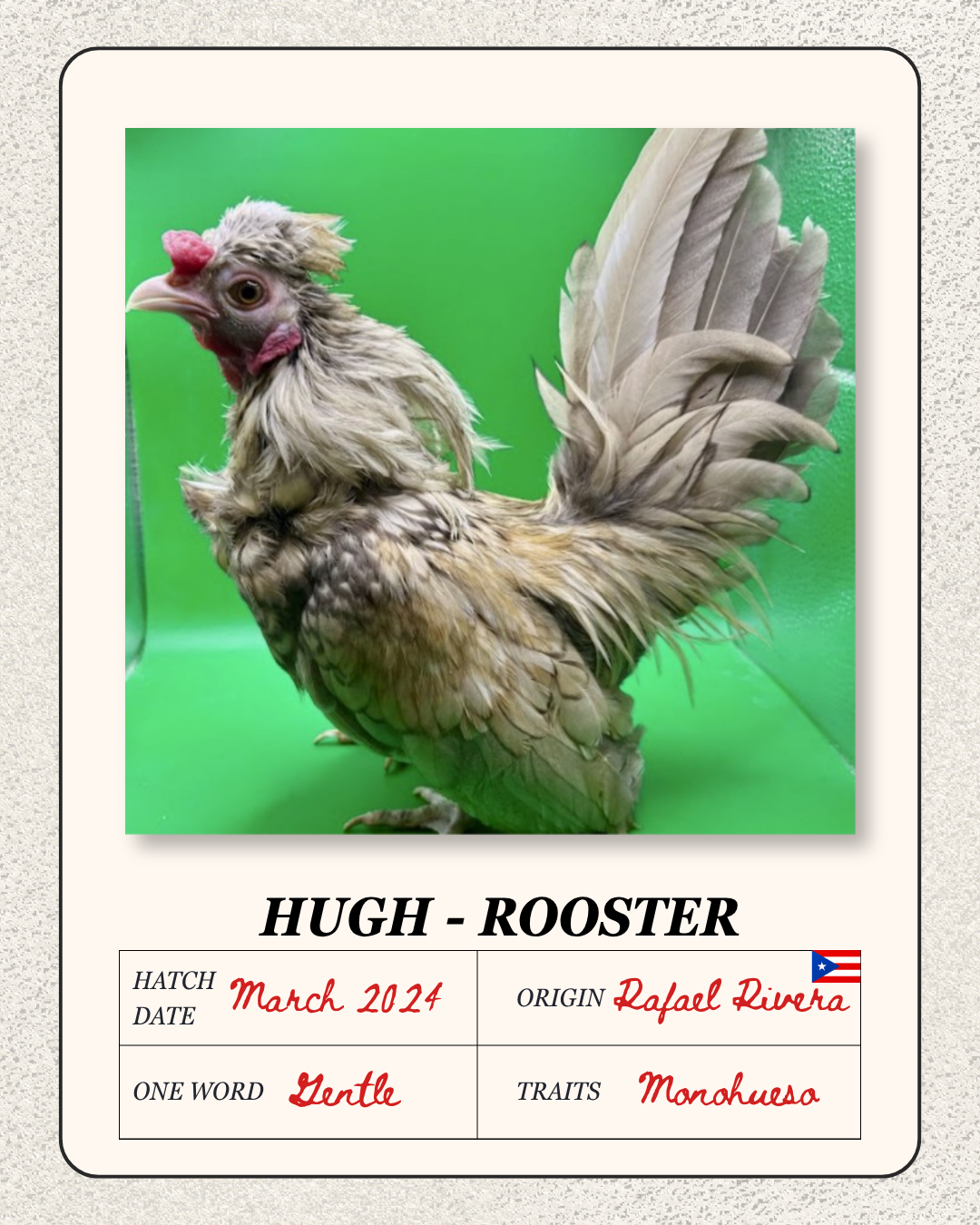 A photo of a rooster with a fluffy body and tail feathers, against a green background.