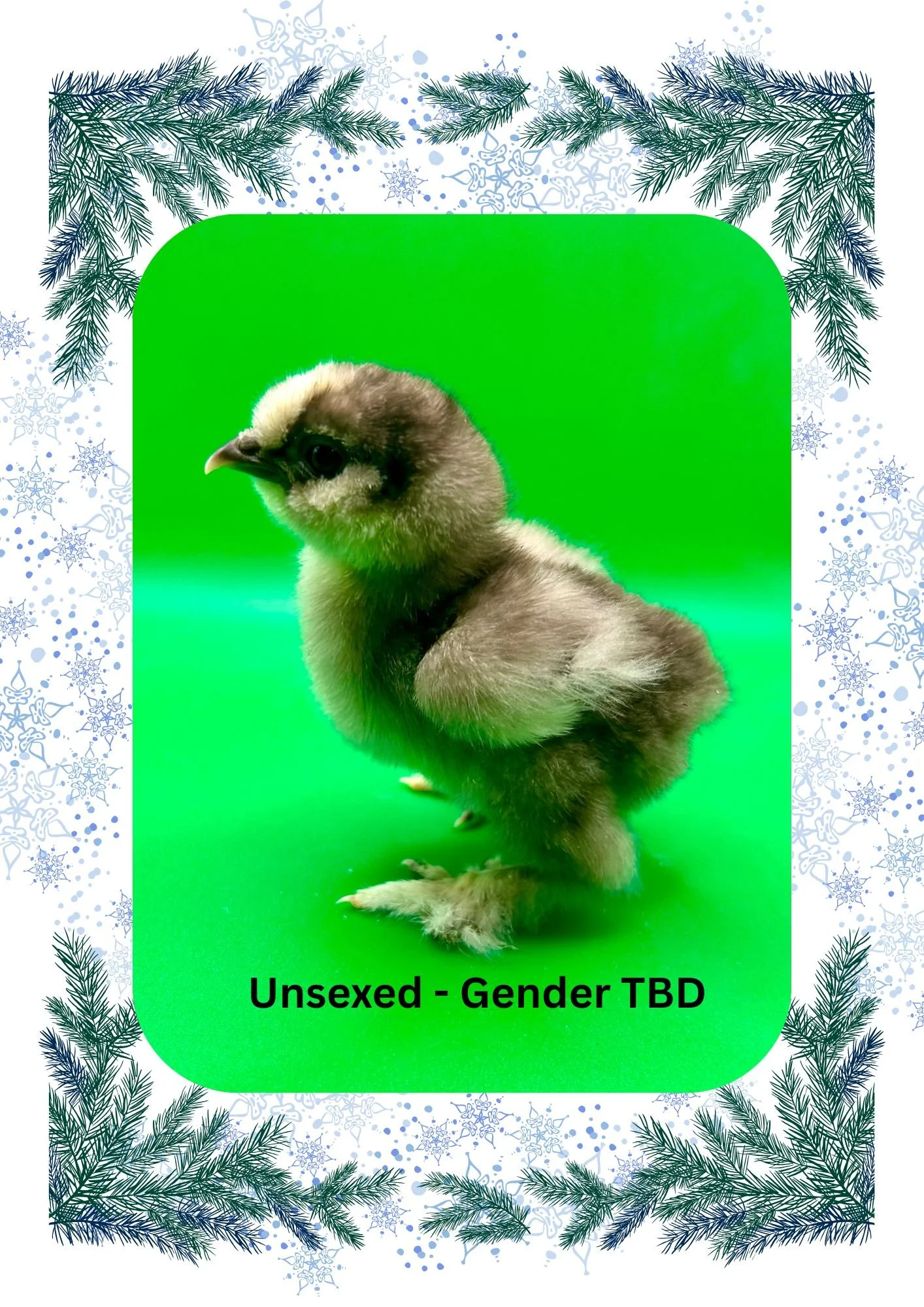 Green and Blue Illustrated Winter Border A4 (7).jpg