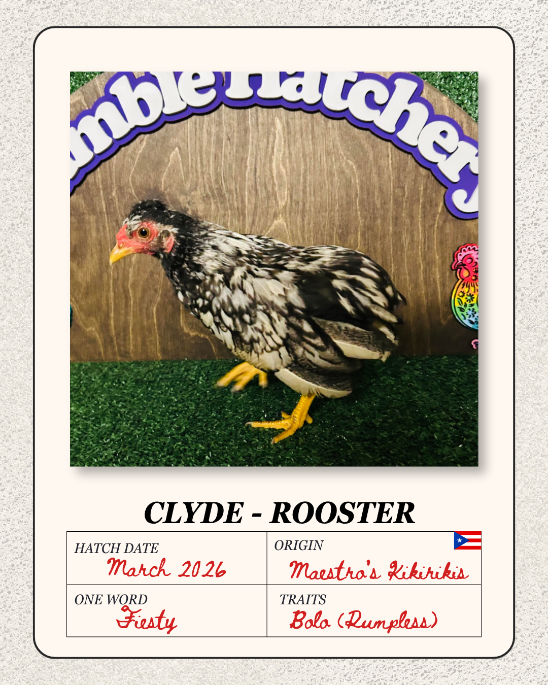 A bird with black, white, and gray feathers standing on green grass in front of a wooden sign with the word 'Ambelatcher' at the top. The image includes a small card with details about the bird, named Clyde, a rooster, hatched in March 2026, originat