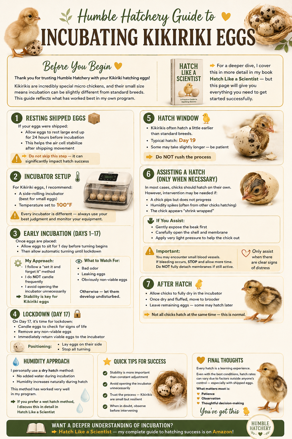 Humble Hatchery Guide to Incubating Kikiriki Eggs infographic featuring steps for preparing eggs, setting up incubator, incubation period, hatch window, and post-hatch care, with images of a chick, eggs, and hatchery equipment.