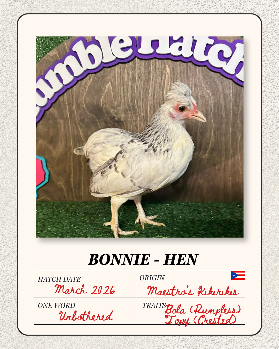 A young chicken named Bonnie, a hen, standing on green turf with a wooden background and decorative text, vulnerable and unbothered.