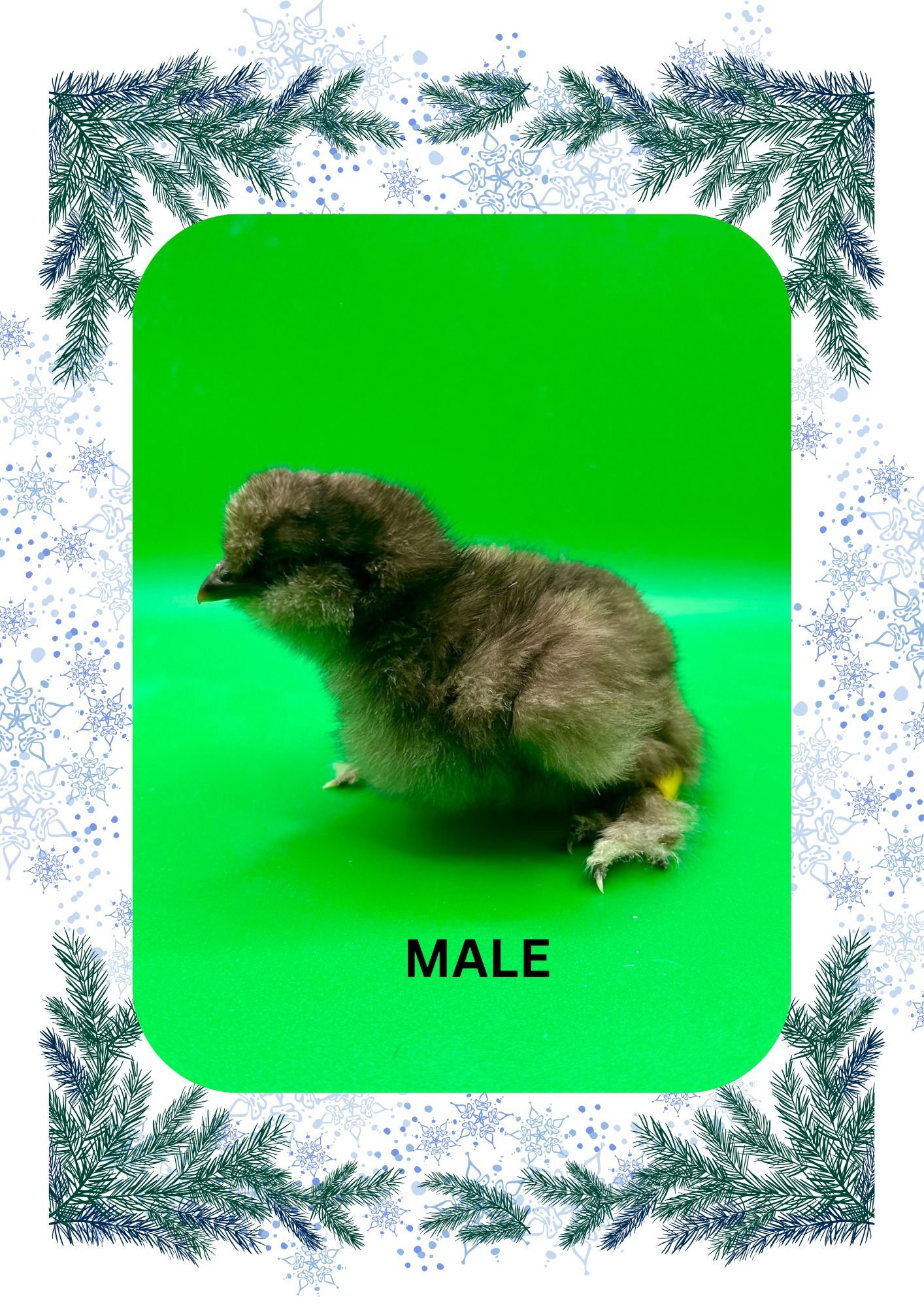 Green and Blue Illustrated Winter Border A4 (6).jpg