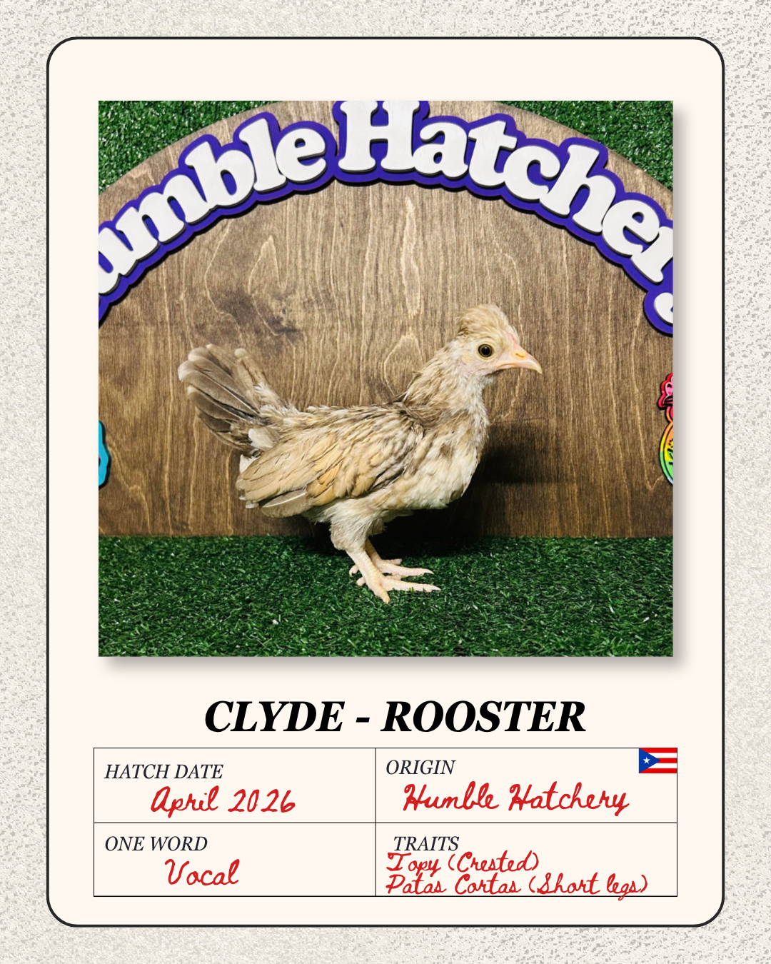 A young rooster named Clyde standing on artificial grass in front of a wooden background with the words "Humble Hatcher" displayed. The card indicates Clyde was hatched in April 2026 at Humble Hatchery, and describes him as a vocal rooster with crest