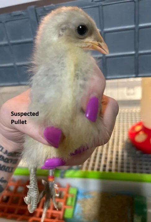 Pullet OO orange red.jpg