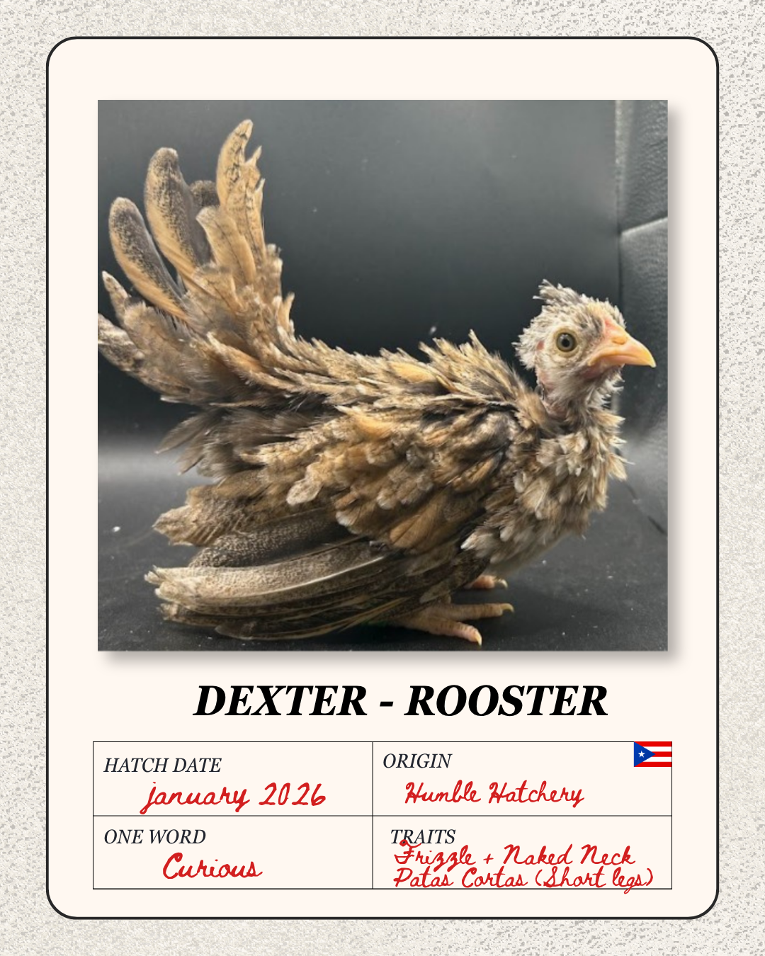 Photo of a young rooster named Dexter with partially feathered body and bare head, on a black surface. The card states it was hatched in January 2026 from Humble Hatchery, and is described as curious, frizzle with a naked neck and short legs.