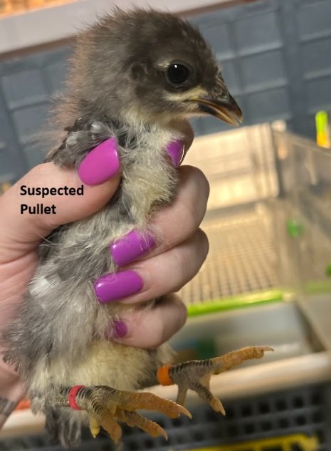 pullet OO orange orange red.jpg