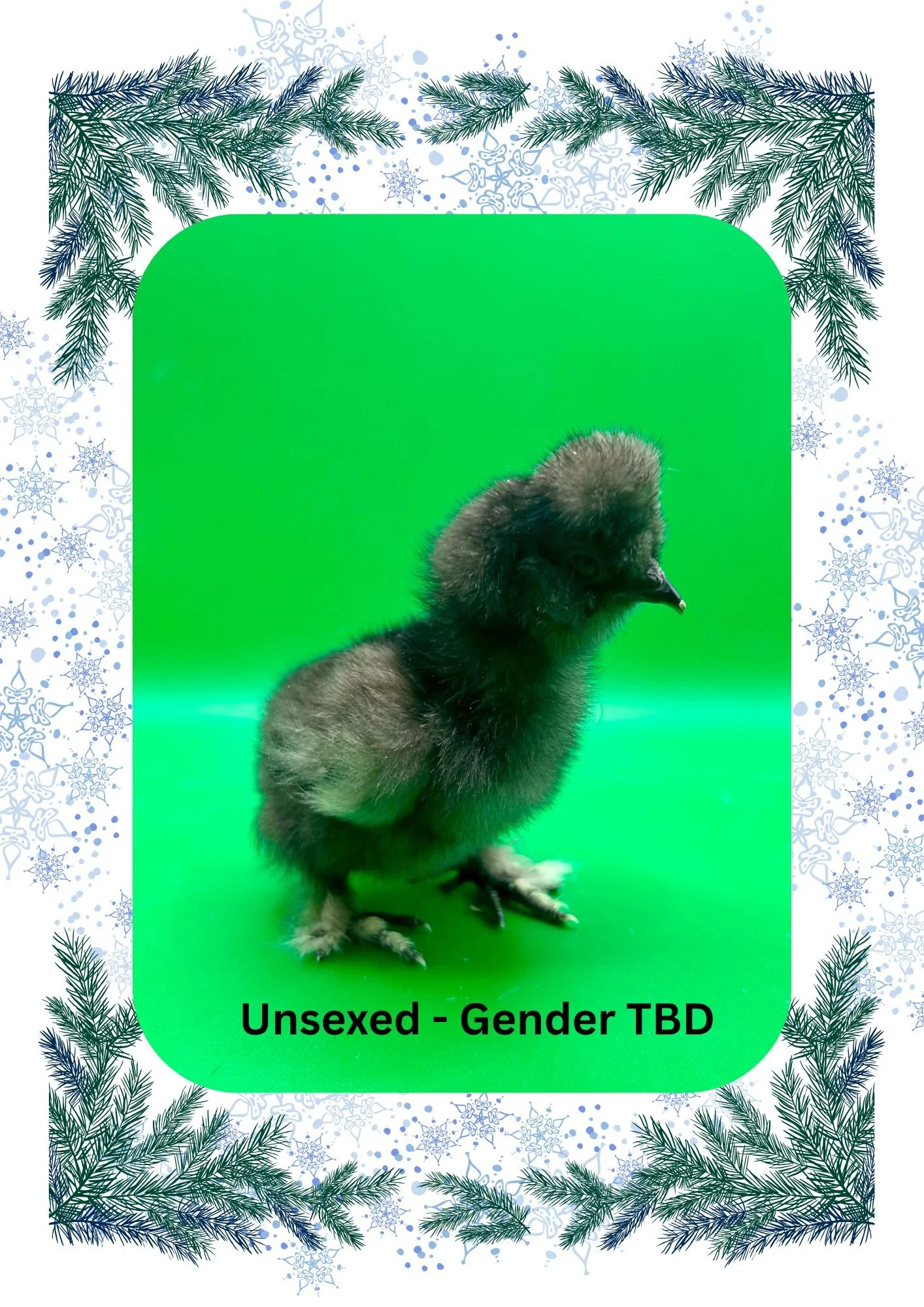 Green and Blue Illustrated Winter Border A4 (5).jpg