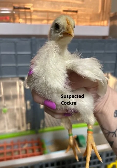 cockrel OO green orange green.jpg