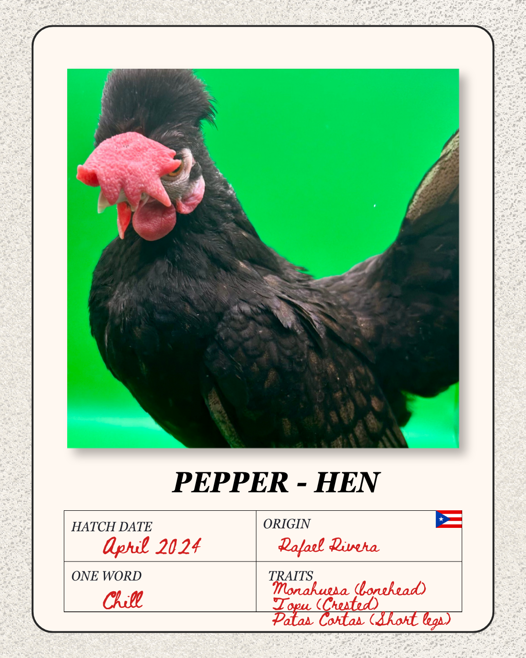 Close-up of a black chicken with a pink comb and wattles, standing against a bright green background, labeled as a hen named Pepper, born in April 2024, from Rafael Rivera, with traits including monohorse conehead, topu crest, and short legs.