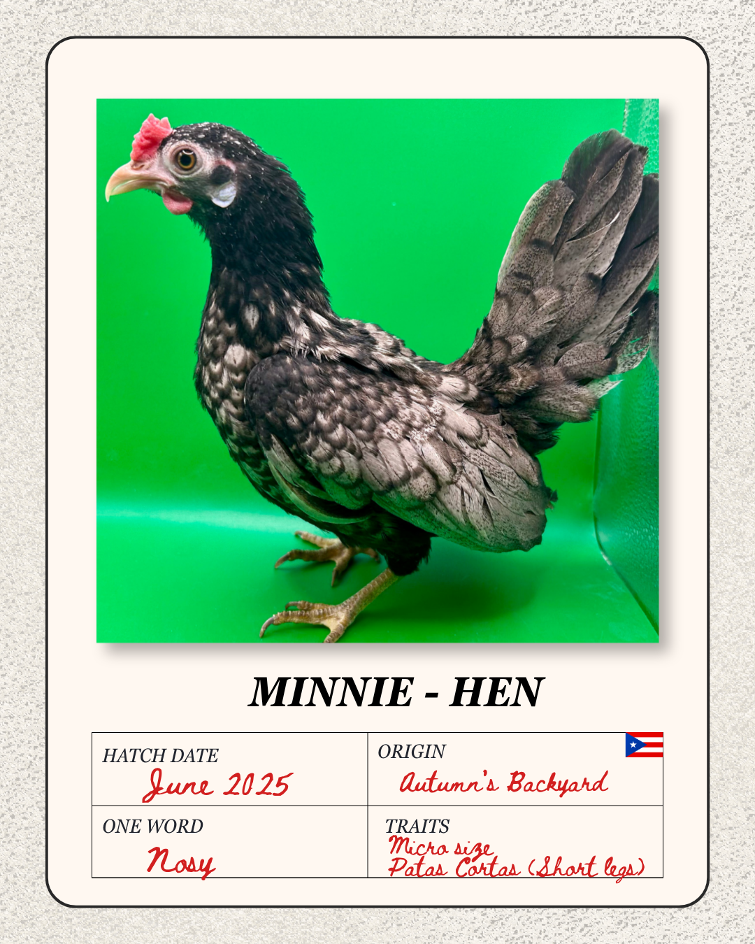Photograph of a young chicken called Minnie-Hen, with black and white feathers, standing on a green background. It has a small red comb and yellow legs. Displayed in a card with details including hatch date June 2025, origin Autumn's Backyard, one wo