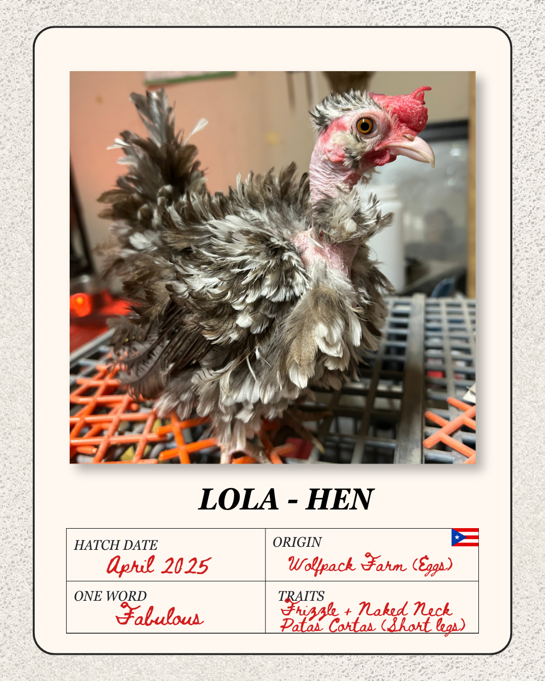 A young hen with disheveled feathers standing on a wire mesh surface, with a blurred indoor background.