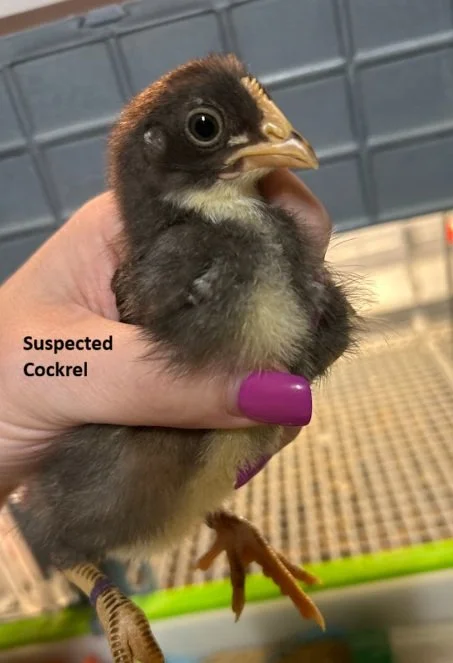 cockrel OO purple red.jpg