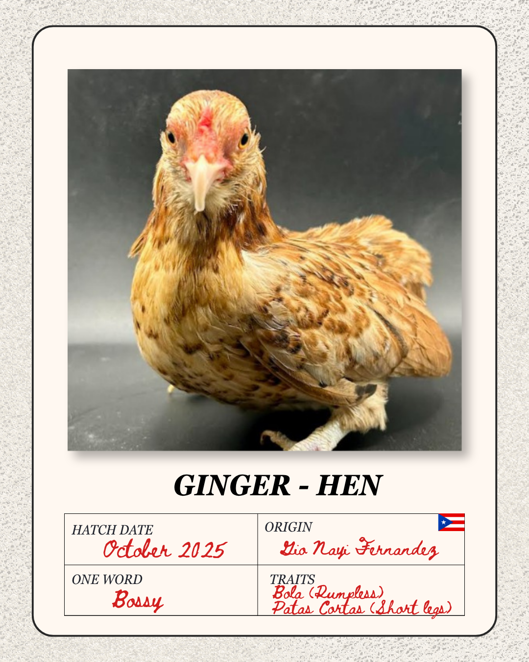 A young ginger hen with short legs and a bossy personality. The hen has a red comb and is standing on a dark surface with a dark background. Information about the hen's hatch date, origin, and traits is displayed below.