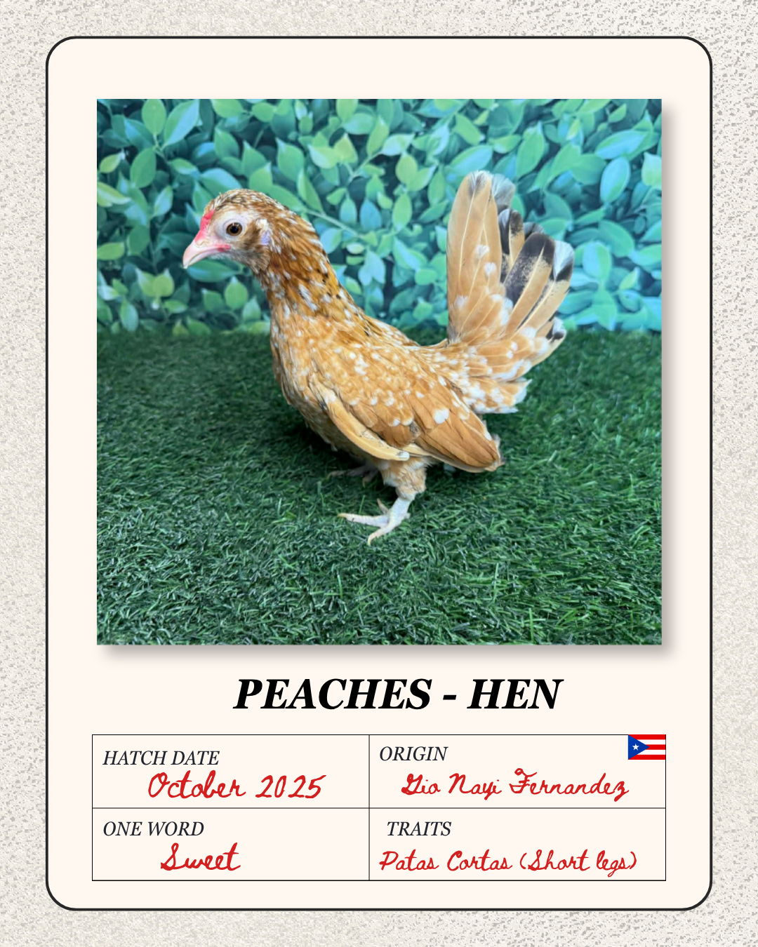A brown chicken with white spots and short tail feathers standing on green grass, with leafy background. The picture is part of a chart titled 'Peaches - Hen' with details about hatch date, origin, one word description, and traits.