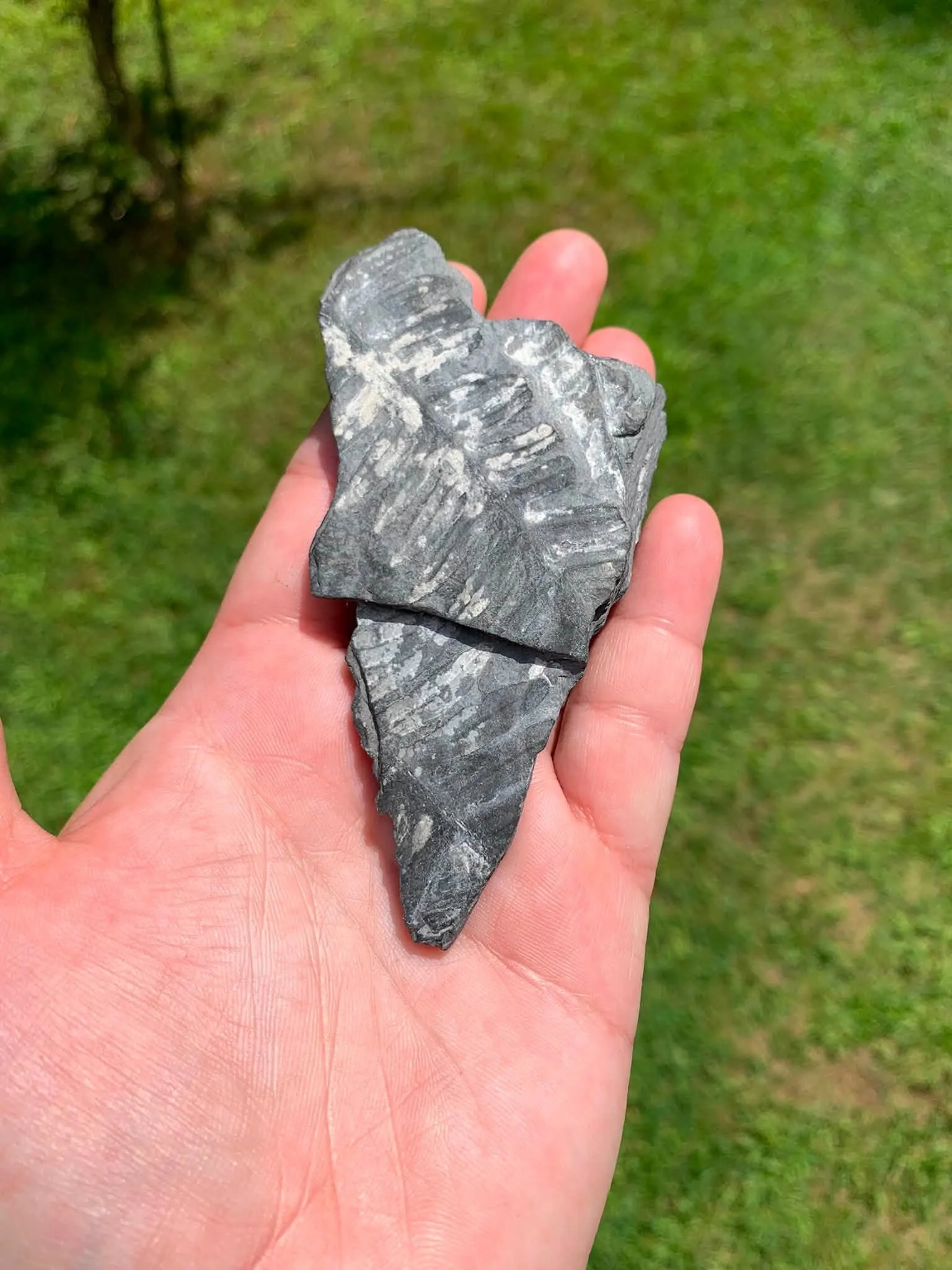 Fern Fossil