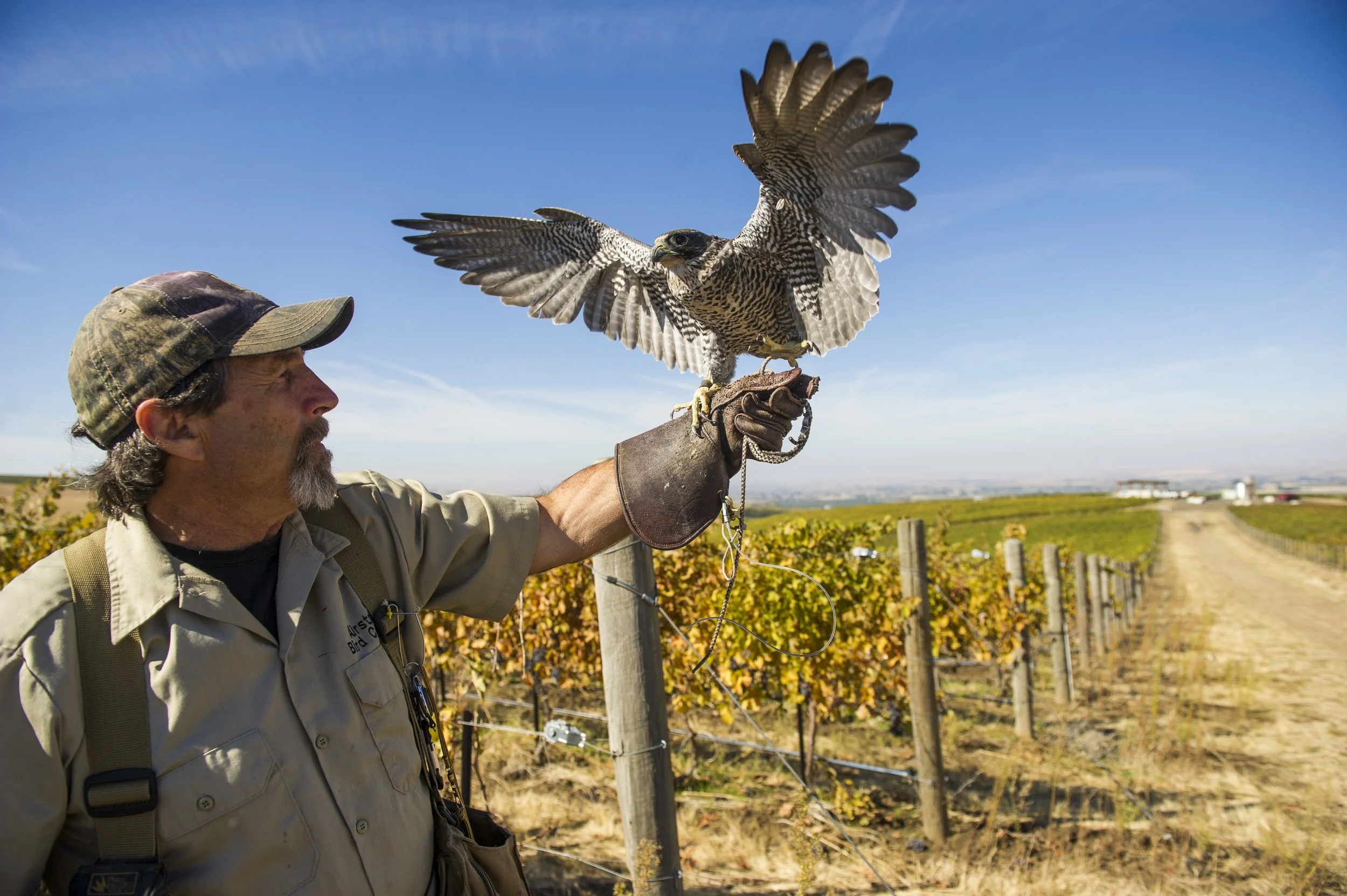 1810 BradFelger-Falconer.GL_0639.jpg