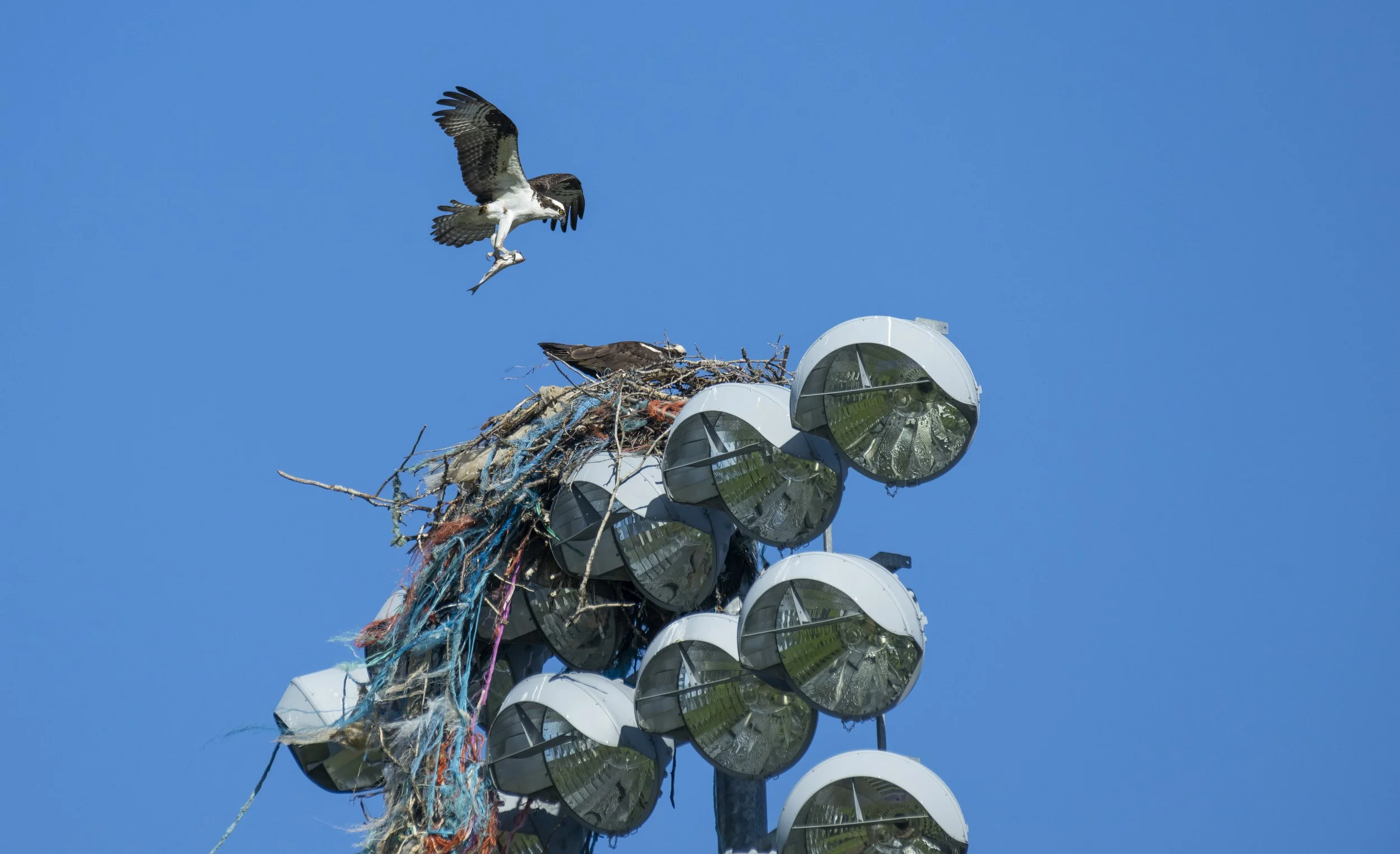 240613-wub-loc-osprey-img28.jpg