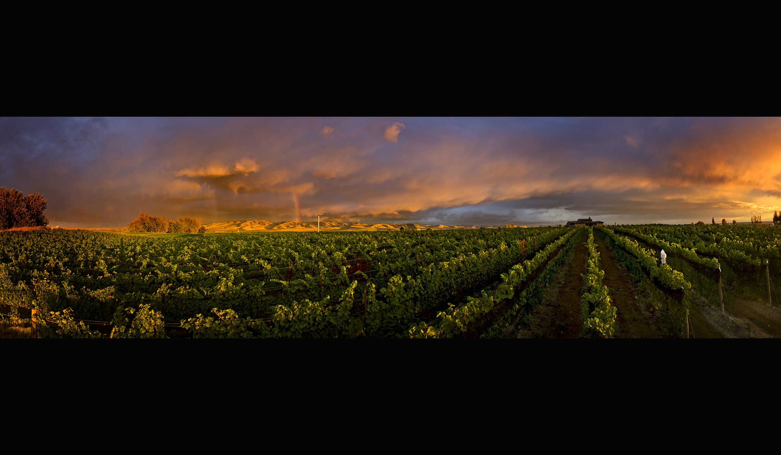 1410 HaiderVineyard-Panorama12fp e.jpg