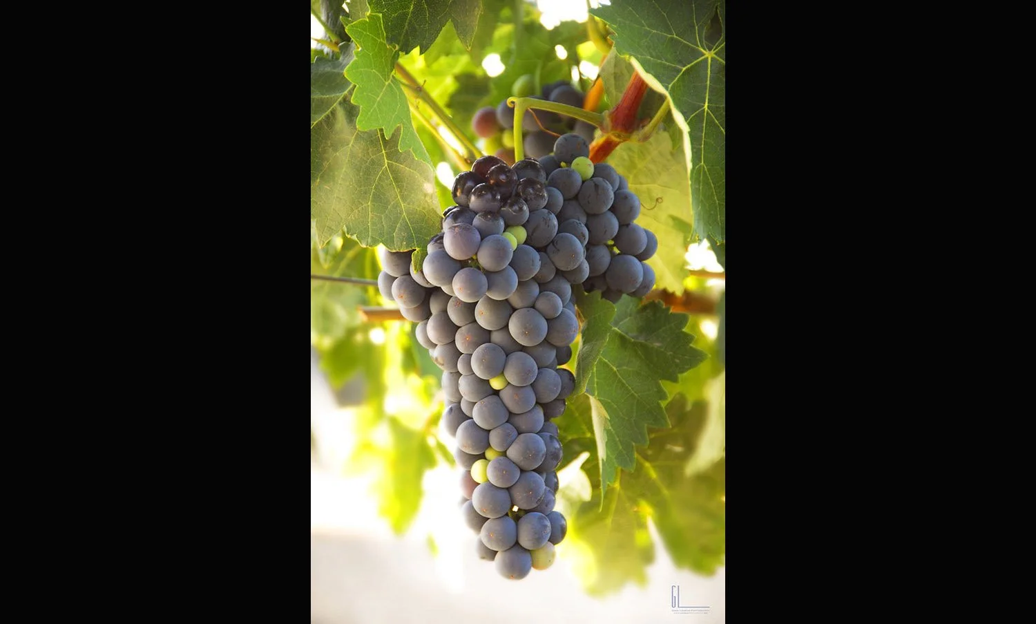 08 Murr-Grapes 090a glLOGO e (1).jpg