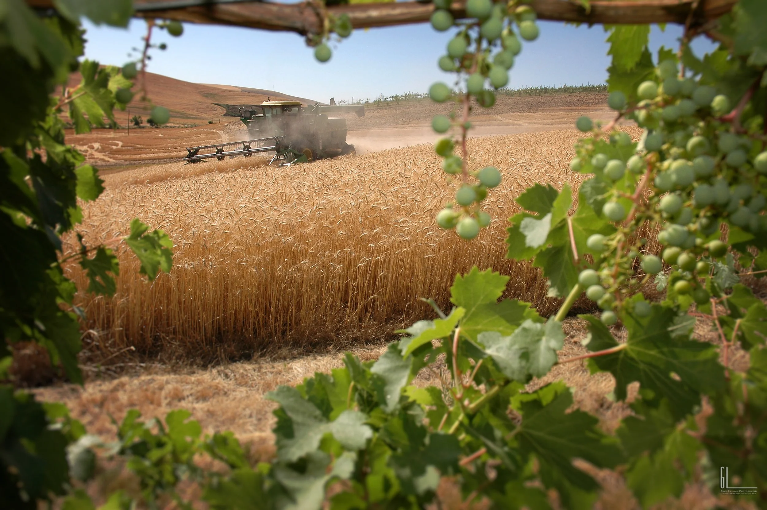 SpValley019fp LOGO.jpg